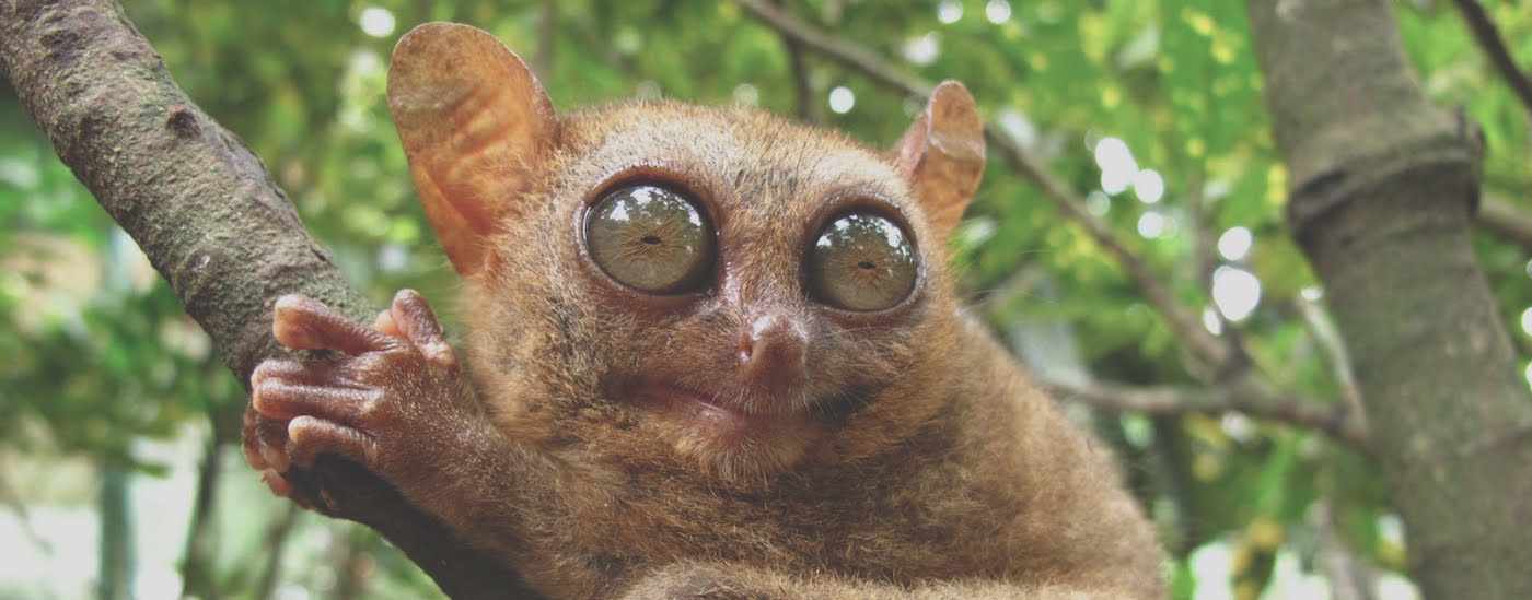Kittens vs Tarsiers - an introduction to serverless machine learning
