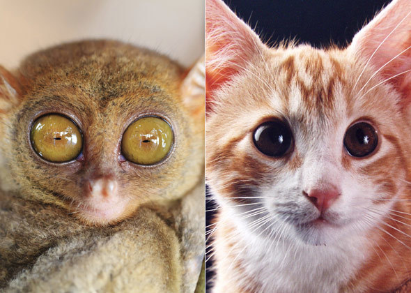 Kittens vs Tarsiers - an introduction to serverless machine learning
